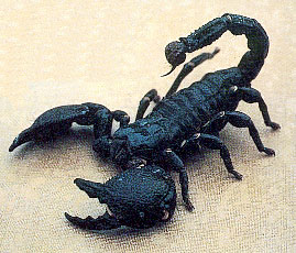 scorpion